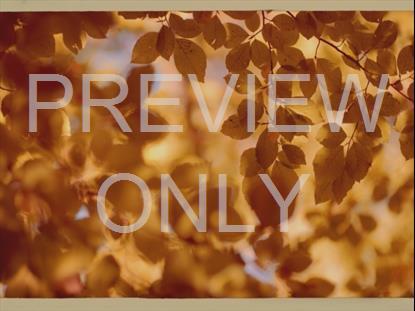 Yellow Leaves Retro