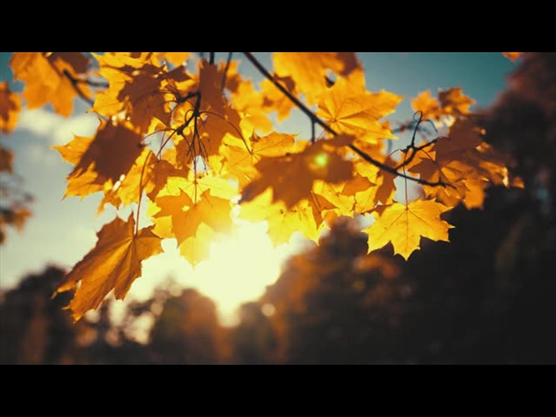 Moving Fall 1