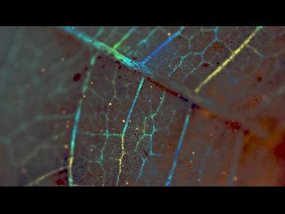 Autumn In Color 2