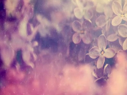 Floral Haze