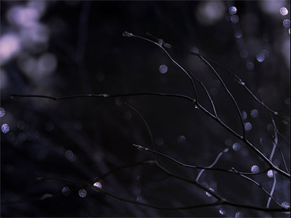 Winter Frost 6