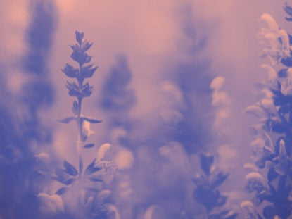 Vibrant Blooms Motion 3