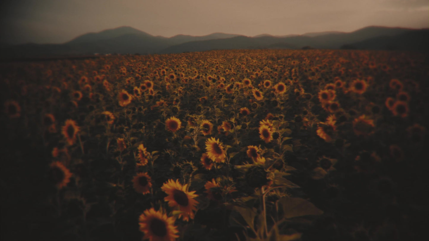 Vintage Sunflowers Side Still