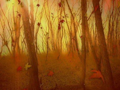 Fall Background 1