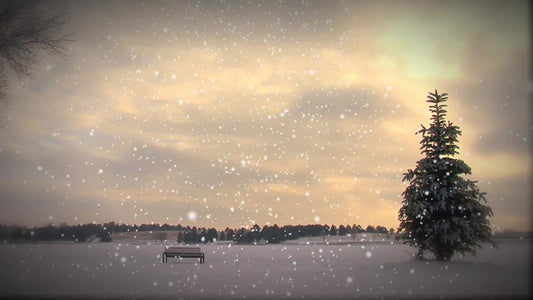 Small Pine Snow