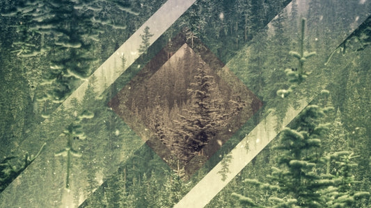 Christmas Forest 04