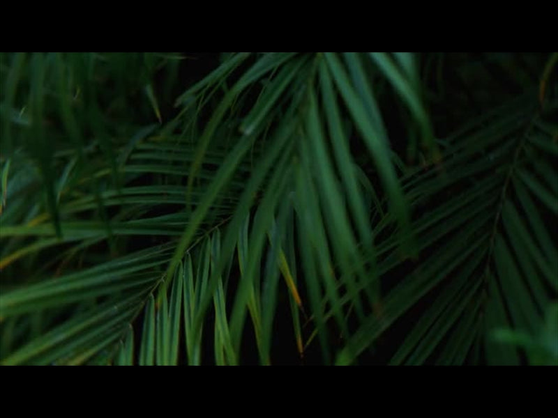 Springs Embrace Motion Background 5