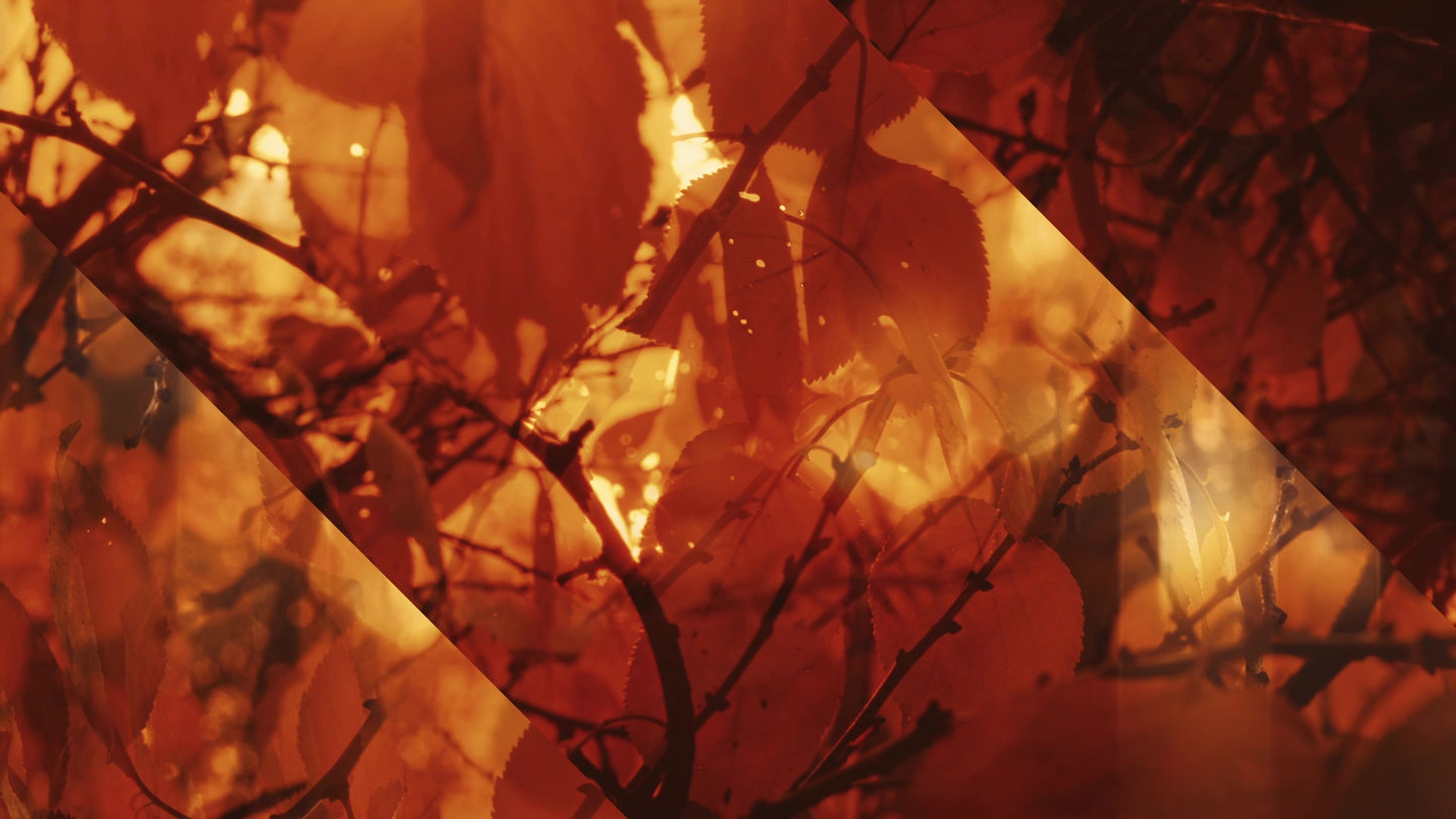 Autumn Dream Awash Alt