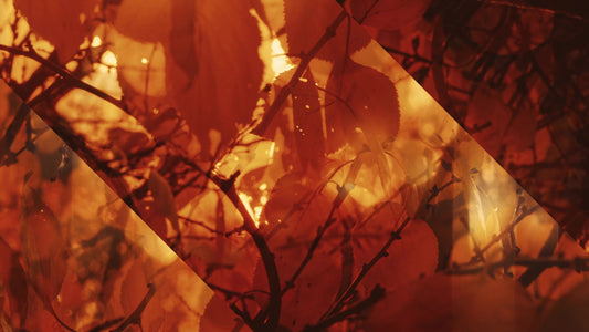 Autumn Dream Awash Alt