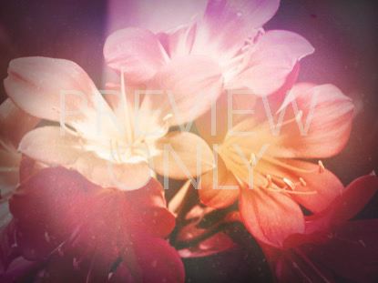 Flowers For Mom 1 Still