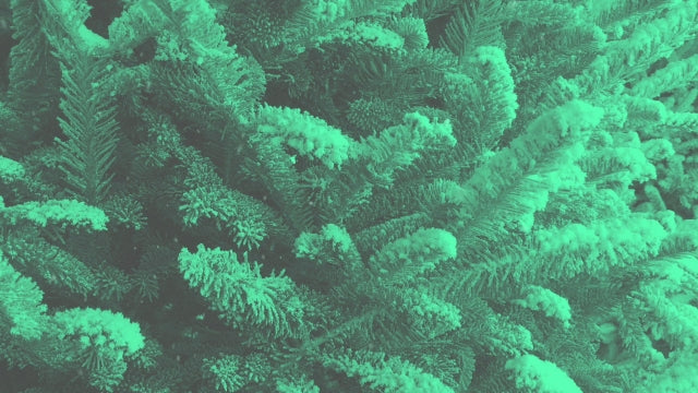 Modern Winter Trees 02