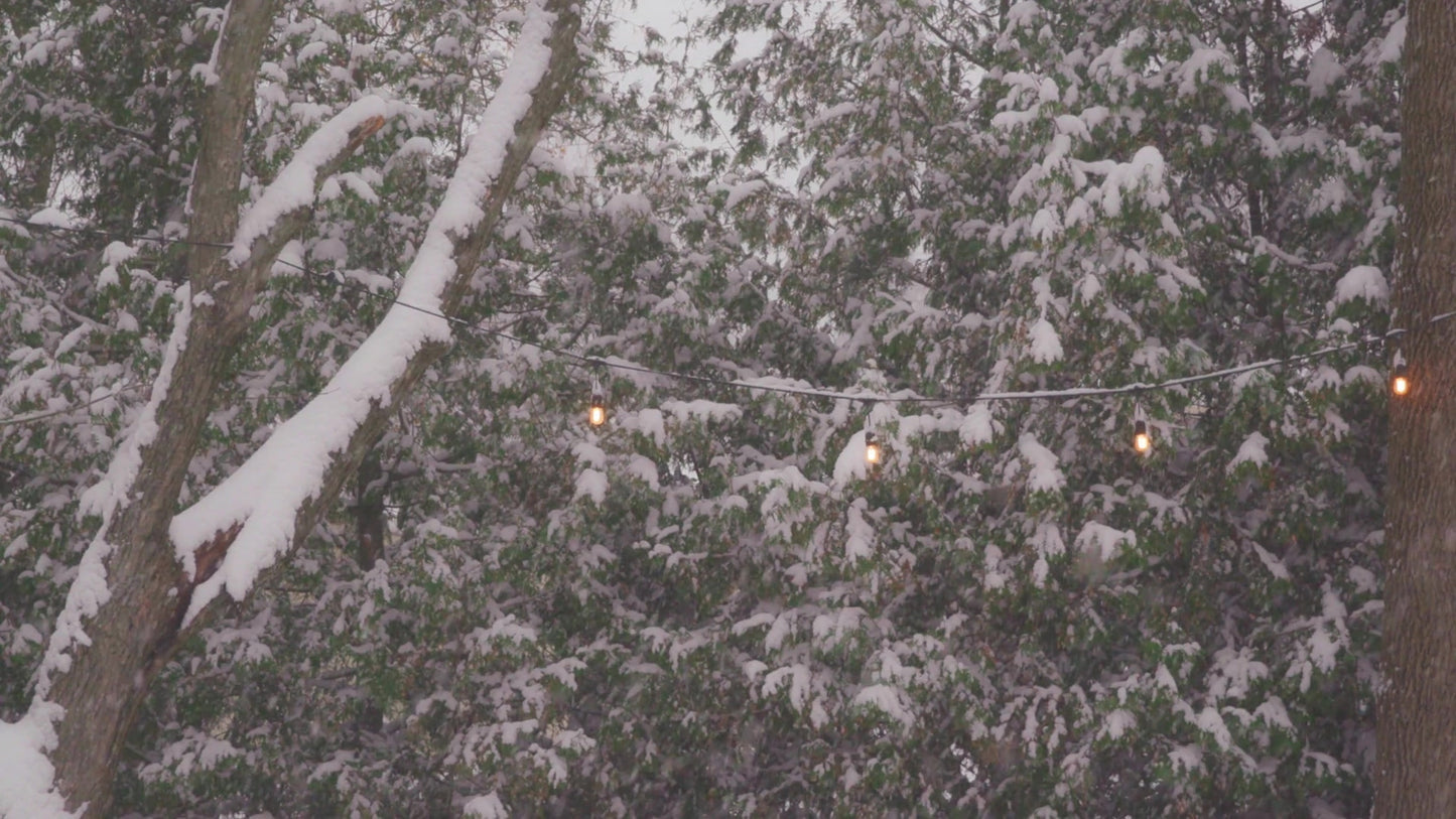 Winter Woods Still 15