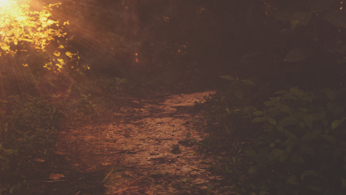 Summer Light Path Still