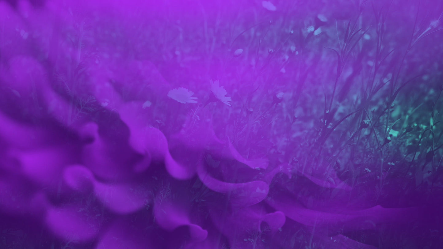 Floral Reflections 04 Still