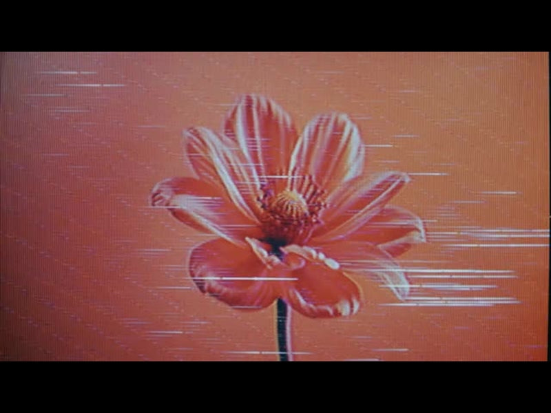 Crt Flowers 9