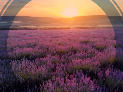 Epic Spring Aerial Flowers