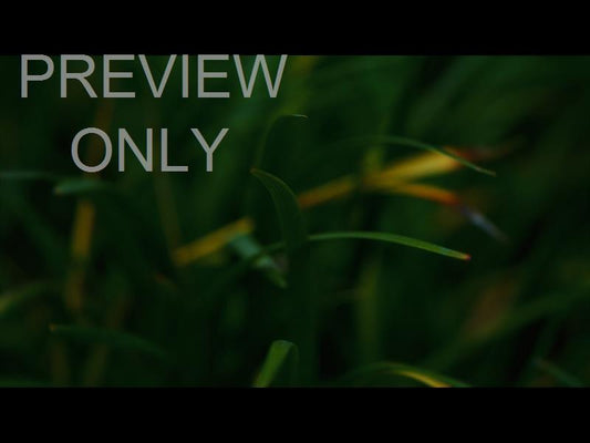 Springs Embrace Still Background 4