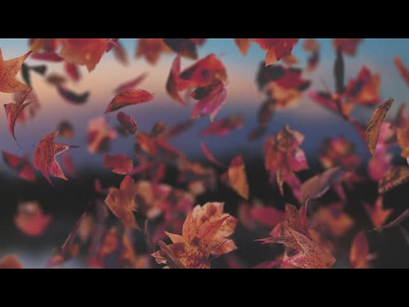 Harvest Falling 03