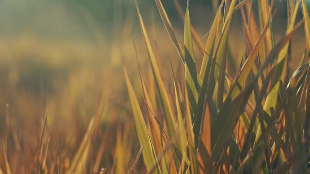 The Grass Loop 01
