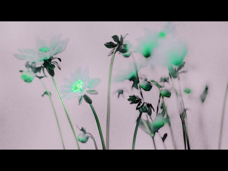 Floral Line Glow 4