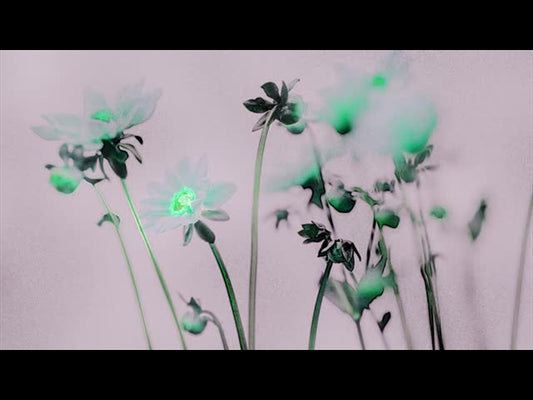 Floral Line Glow 4