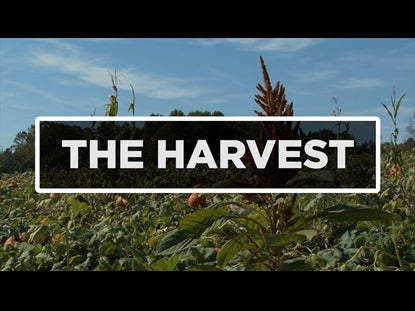 The Harvest