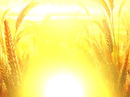 Harvest Sowing 1 Motion