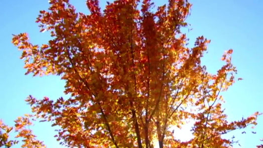 Autumn Tree Long Play