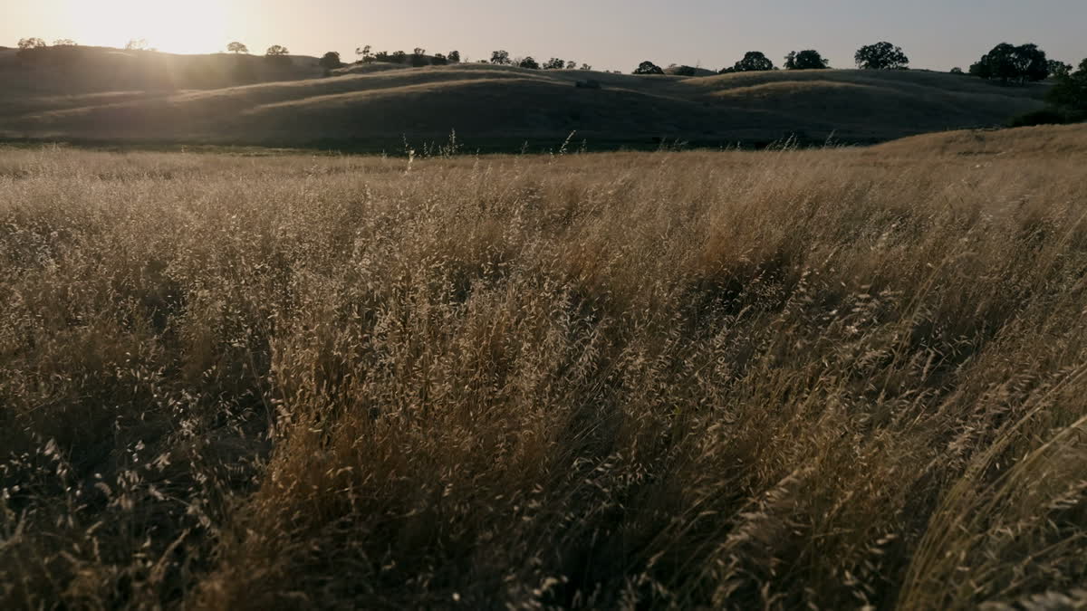 Golden Pastures Still 19