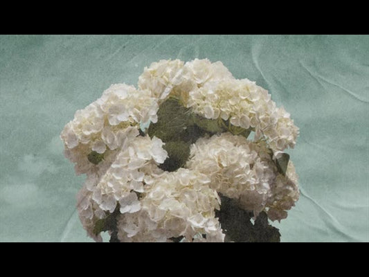 Hydrangea Loop 07