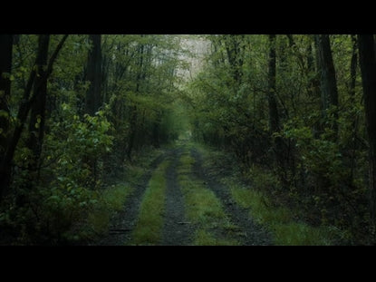 Renew Dense Path