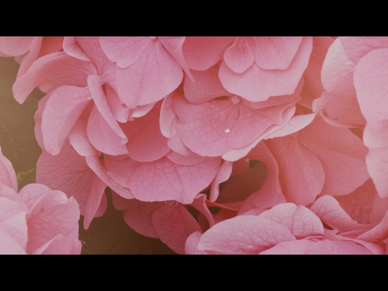 Flower Garden Loop 07