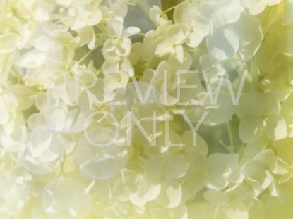Floral Still 4