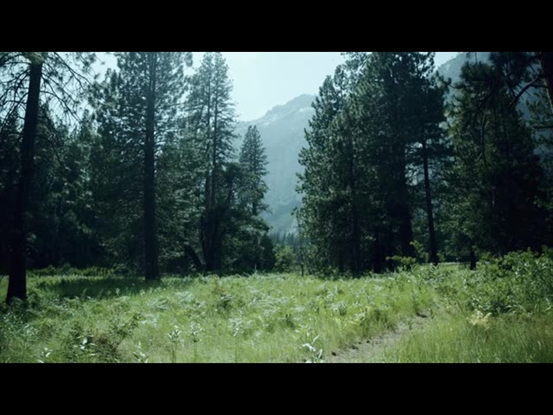 Yosemite Meadows Motion - 16