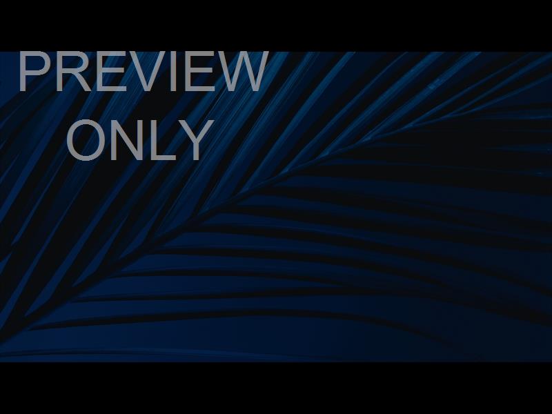 Cinematic Palms Still 7