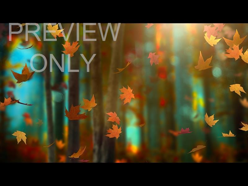 Fall Woods 13 Still