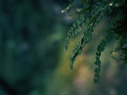 Vines Saturated