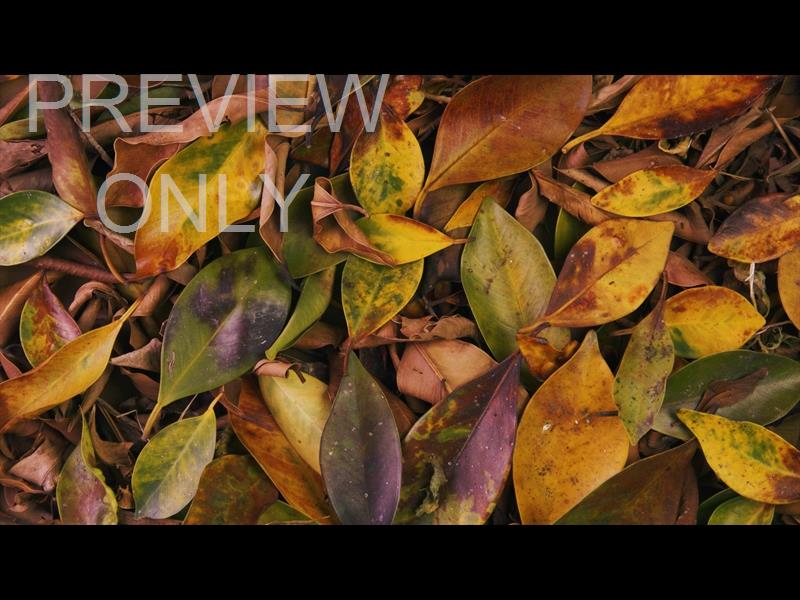 Autumn Leaves 4 Still