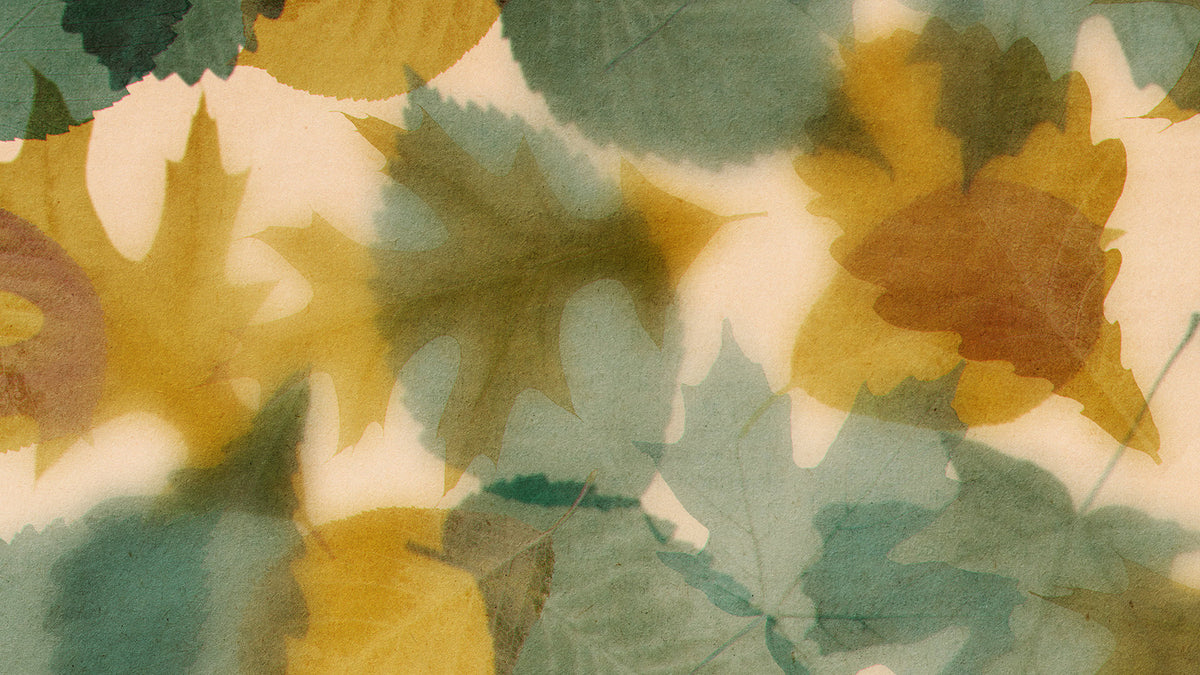 Layers Of Leaves Still 06
