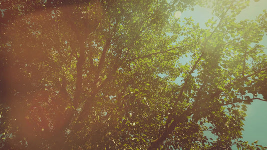 Summer Bright Foliage Still