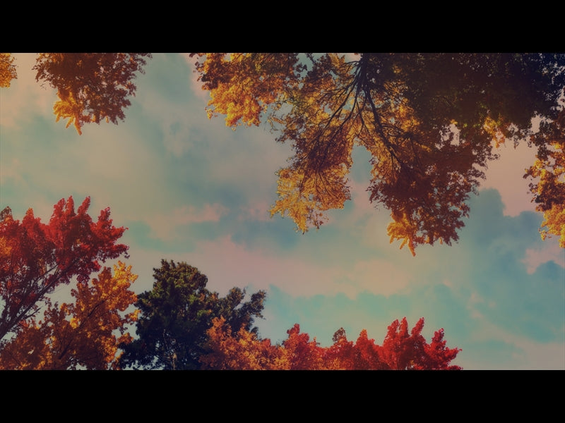 Fall Trees 5