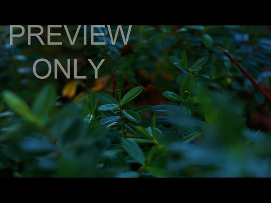 Springs Embrace Still Background 6