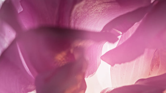 Flowers Of The Field Still 05