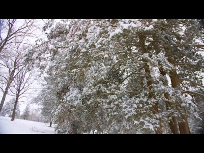 Snow Winter Background 34