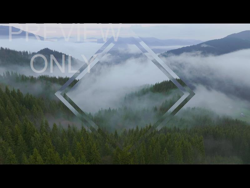 Misty Pines Rolling Hills Still