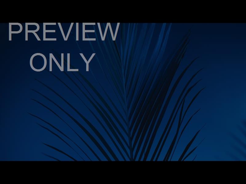 Cinematic Palms Still 21