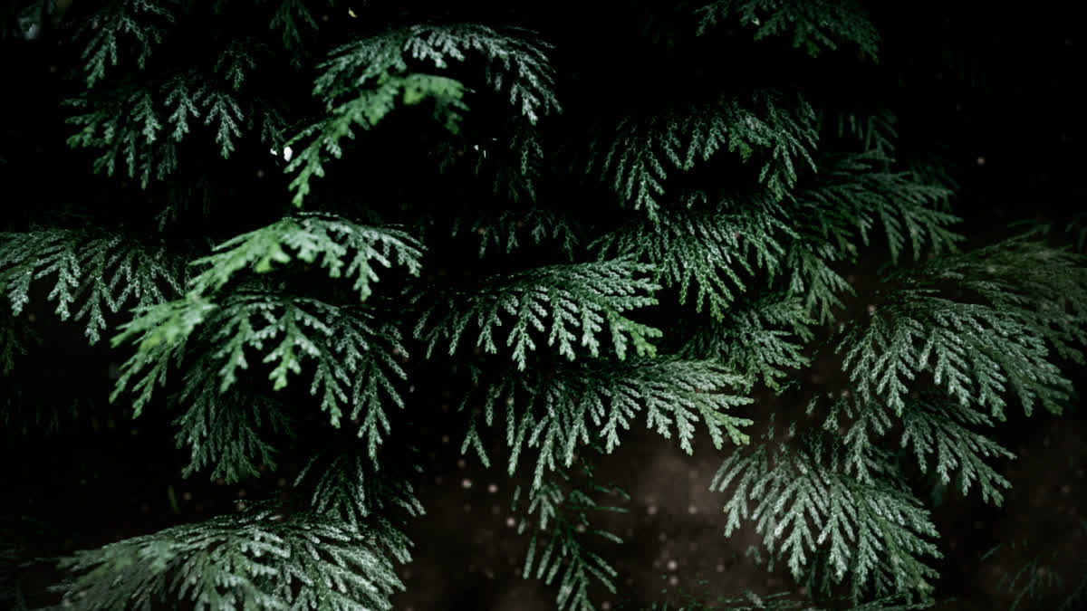 Evergreen 6