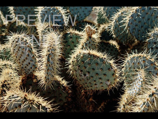 Cactus Texture