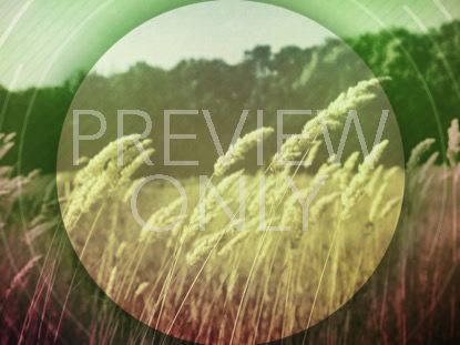 Barley Breeze 1 Still