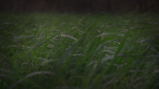 Green Pasture